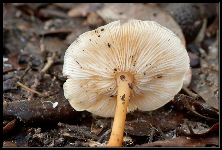 I funghi del litorale romano 2010