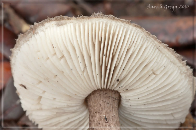 Tricholoma squarrulosum?