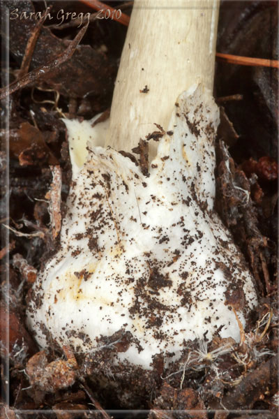 Amanita phalloides... o forse no?