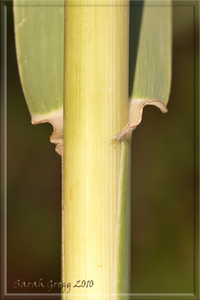 Phragmites australis / Cannuccia di palude