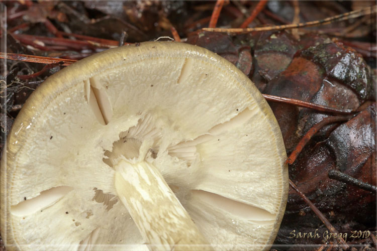 Amanita phalloides... o forse no?