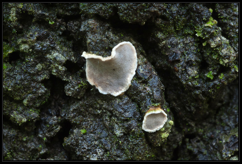 I funghi del litorale romano 2010