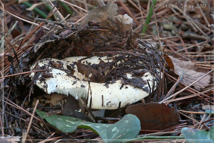 I funghi del litorale romano 2010