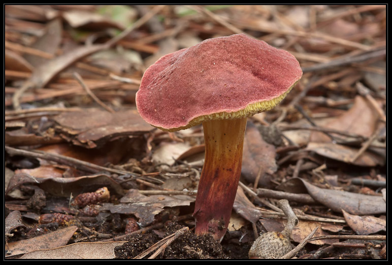 I funghi del litorale romano 2010