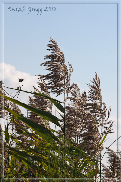 Phragmites australis / Cannuccia di palude