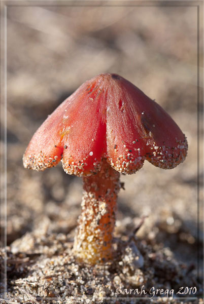 Tre Hygrocybe dal litorale romano