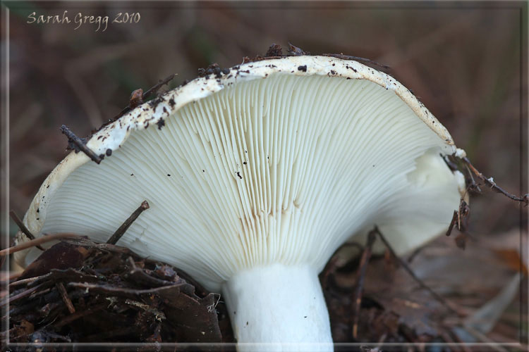 I funghi del litorale romano 2010