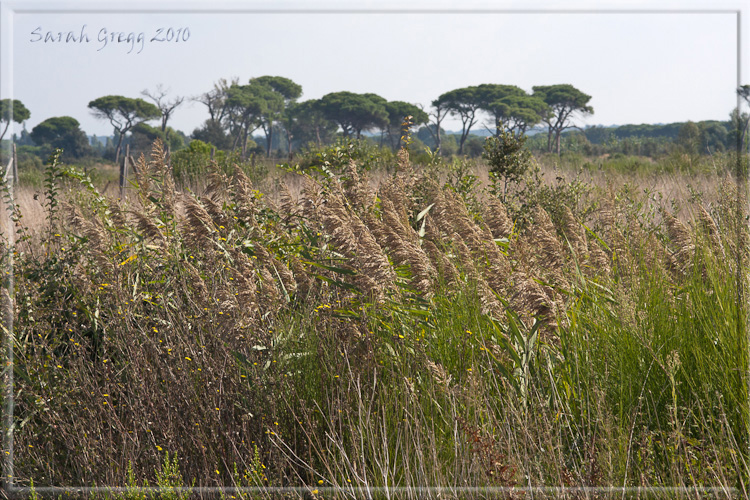 Phragmites australis / Cannuccia di palude