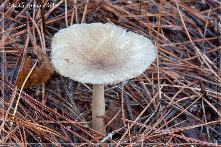 Megacollybia per caso?