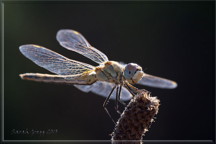 Sympetrum fonscolombii maschio e femmina? - S