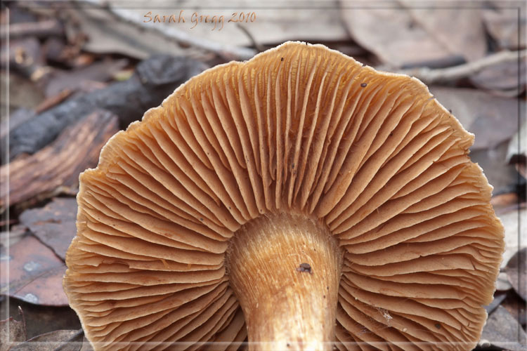 Un Cortinarius?