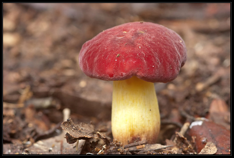 I funghi del litorale romano 2010