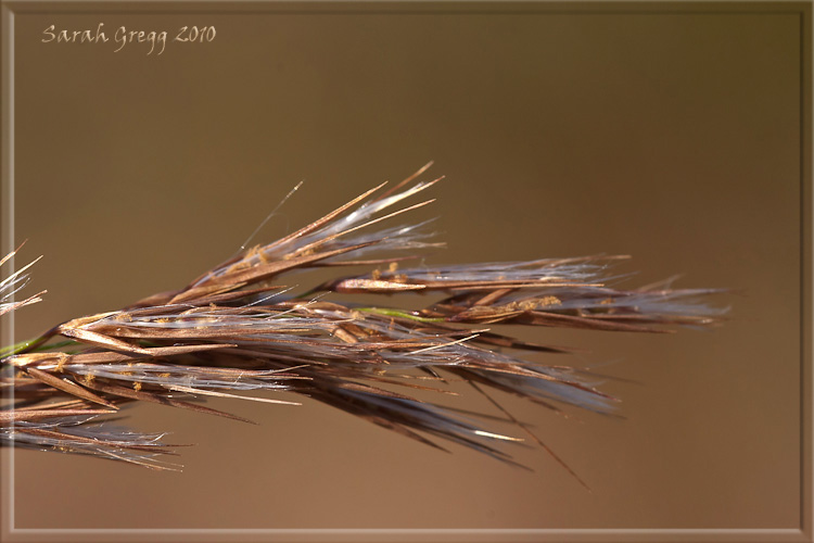 Phragmites australis / Cannuccia di palude