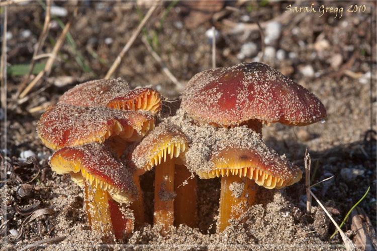 Tre Hygrocybe dal litorale romano