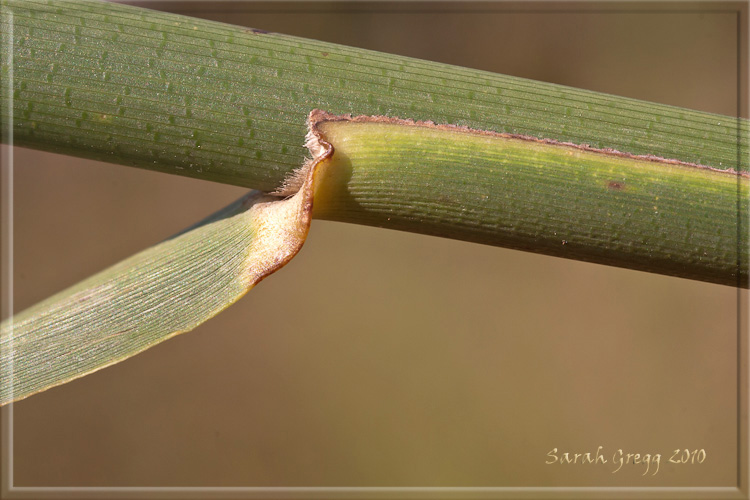 Phragmites australis / Cannuccia di palude