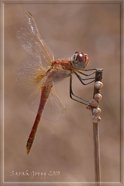 Sympetrum fonscolombii maschio e femmina? - S