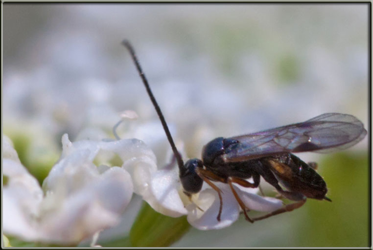 Piccolo imenottero autunnale... probabile Braconidae