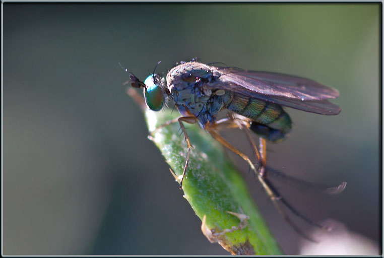 Dittero autunnale con gli occhi verdi:Dolichopus sp.