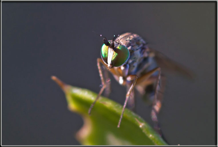 Dittero autunnale con gli occhi verdi:Dolichopus sp.