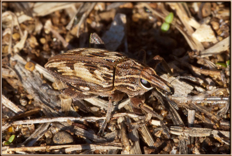 Stephanocleonus excoriatus