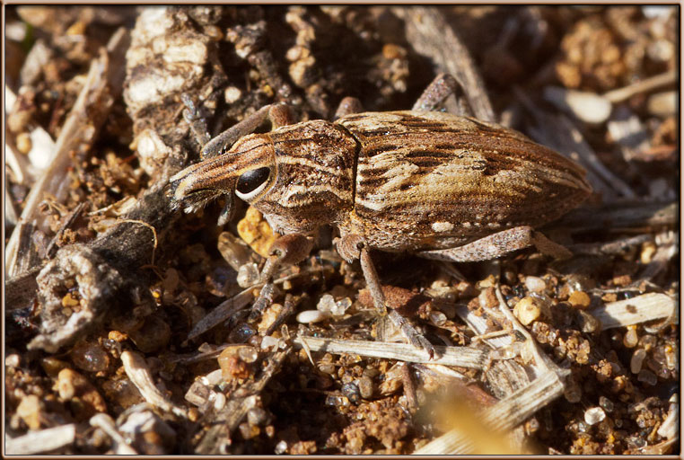 Stephanocleonus excoriatus