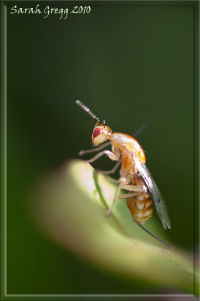 Braconidae dallo spazio? No. Torymidae