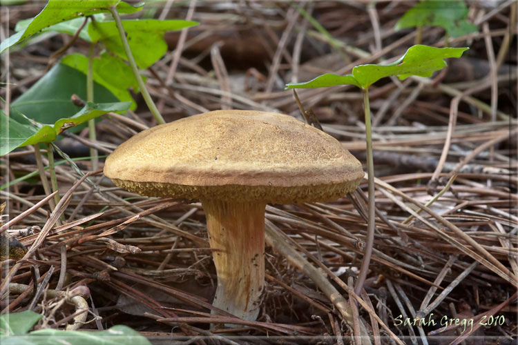 I funghi del litorale romano 2010