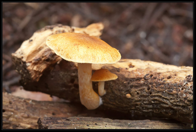 I funghi del litorale romano 2010