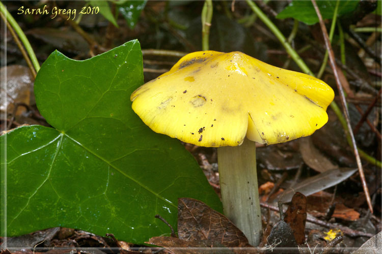 Tre Hygrocybe dal litorale romano