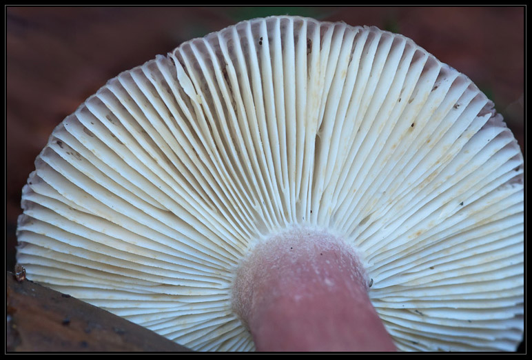 I funghi del litorale romano 2010