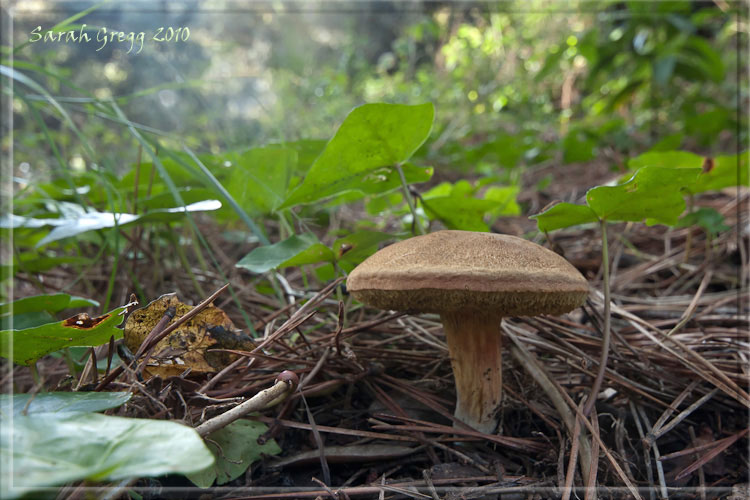 I funghi del litorale romano 2010