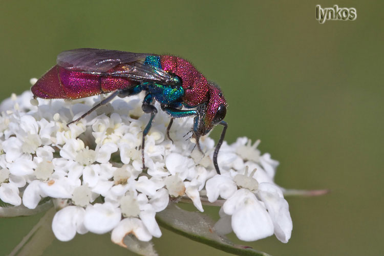 Due Chrysididae: Chrysura cupreas e Chrysura sp.