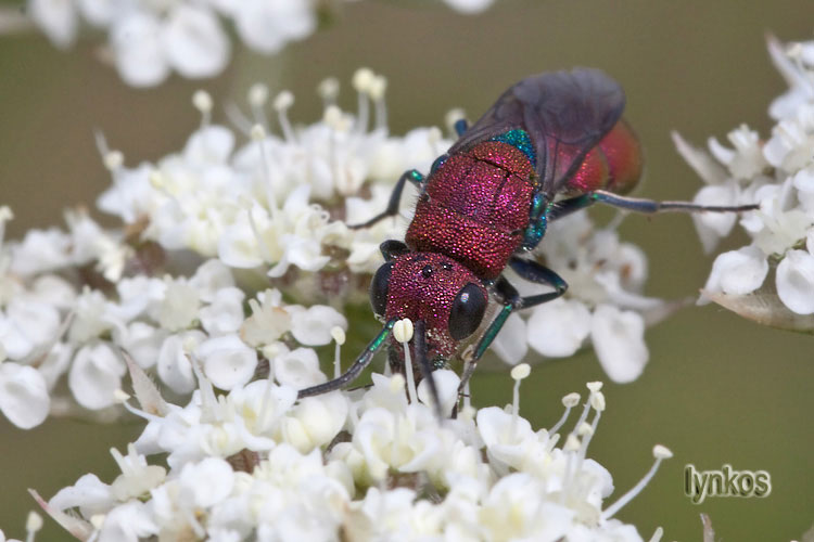 Due Chrysididae: Chrysura cupreas e Chrysura sp.