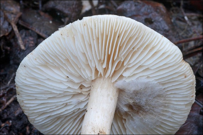 Il bianco del bosco