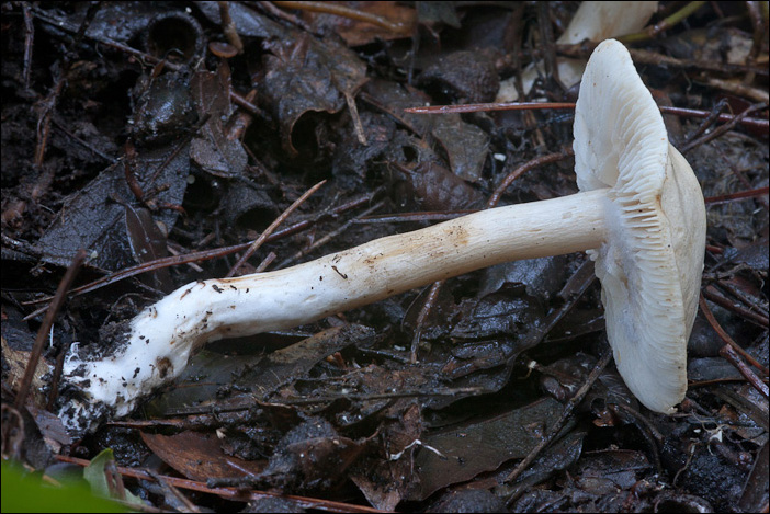 Il bianco del bosco