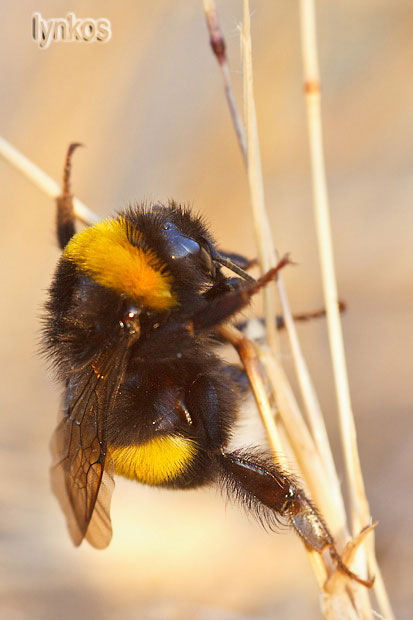 Pensavo fosse Bombus terrestris...(S)