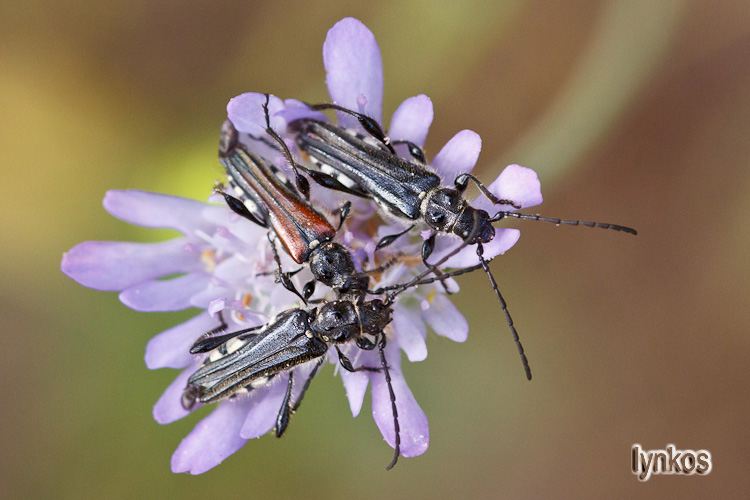 Stenopterus ater... la stessa specie?