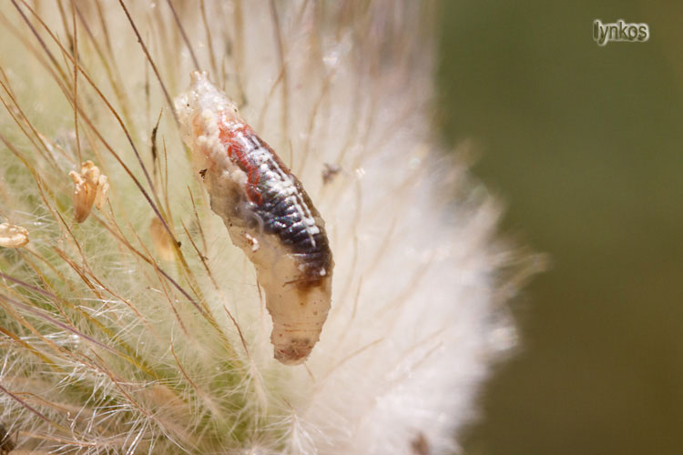 Larva di Syrphidae