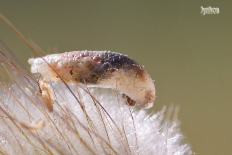 Larva di Syrphidae