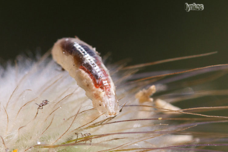 Larva di Syrphidae