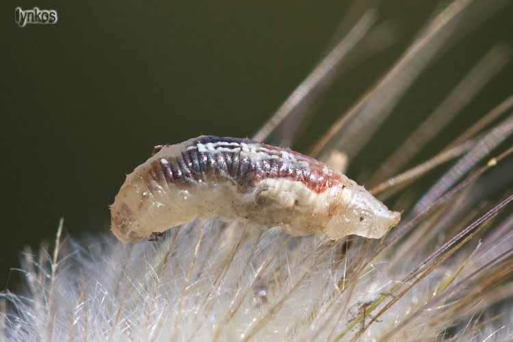 Larva di Syrphidae