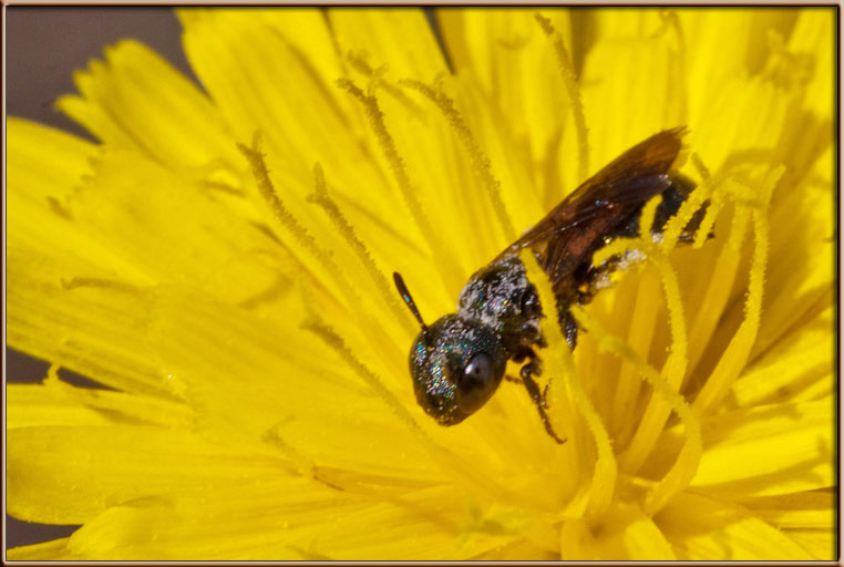 Apidae di tardi estate: Ceratina cf. parvula.