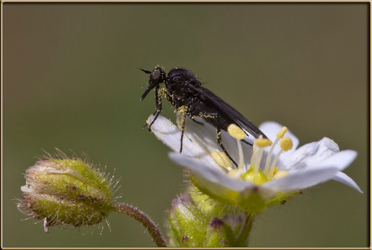 Possibile Empididae ?