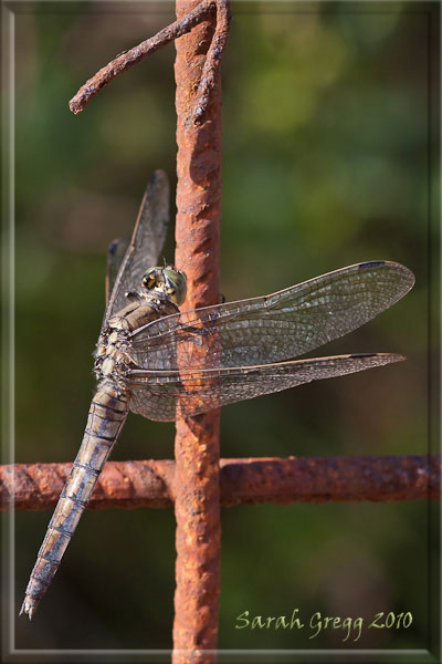 Sympetrum meridionale femmina?