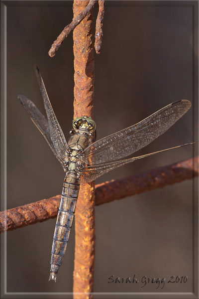 Sympetrum meridionale femmina?