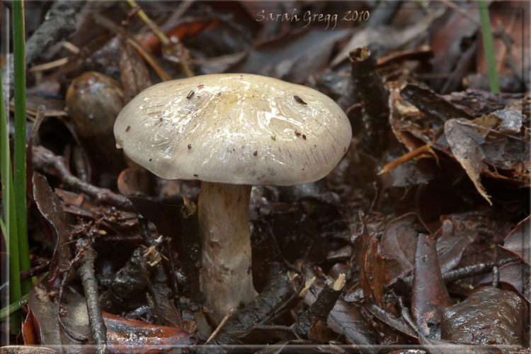 Cortinarius (?) dal litorale romano