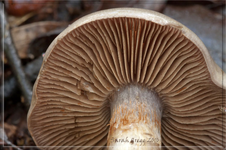 Cortinarius (?) dal litorale romano