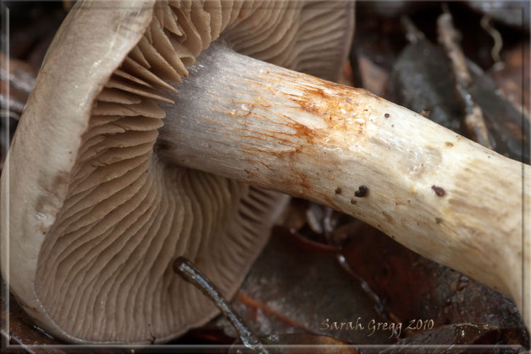 Cortinarius (?) dal litorale romano