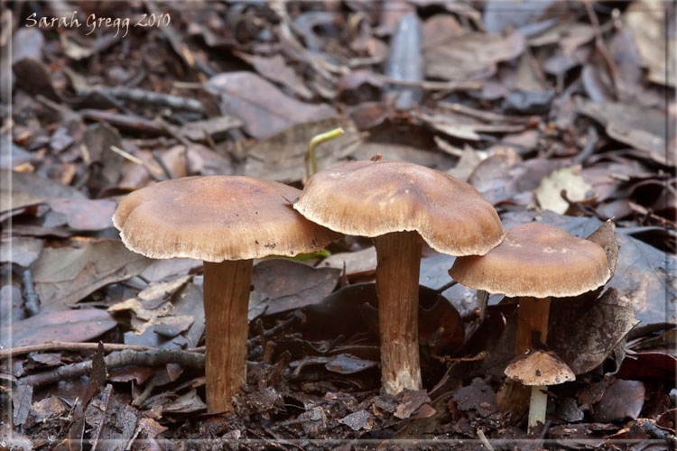 Un Cortinarius?