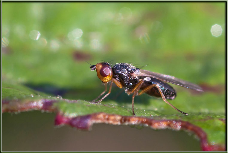 Chamaepsila sp?